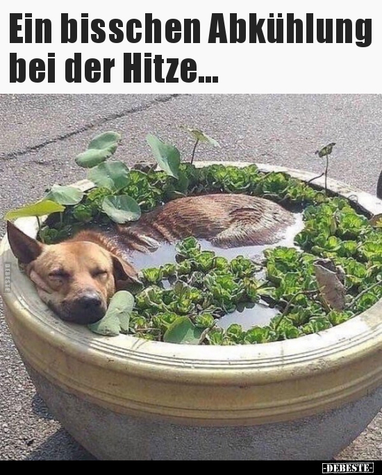 Ein bisschen Abkühlung bei der Hitze... - Lustige Bilder | DEBESTE.de