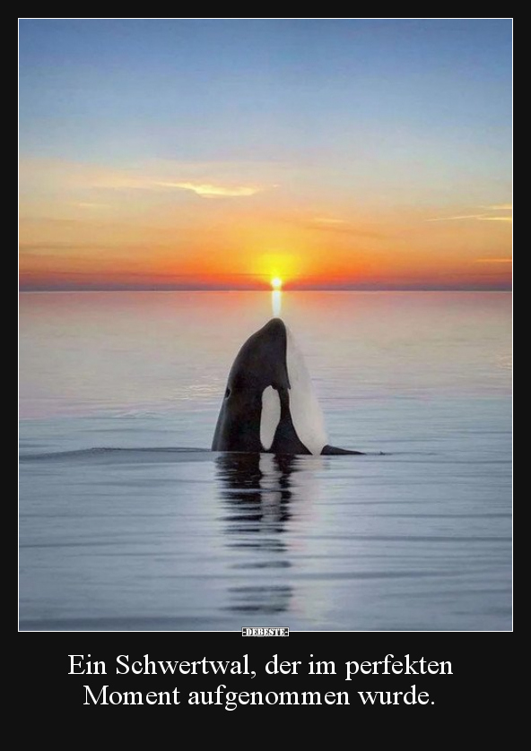 Ein Schwertwal, der im perfekten Moment aufgenommen.. - Lustige Bilder | DEBESTE.de