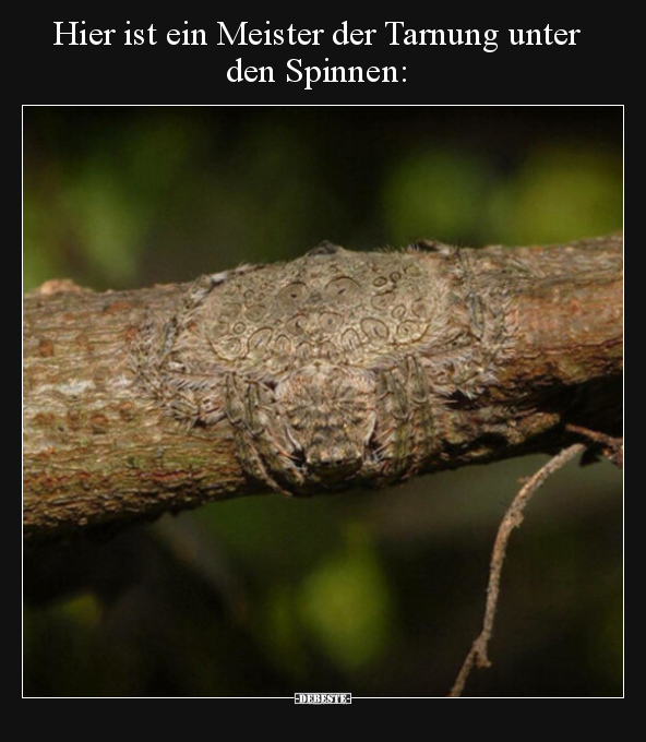 Hier ist ein Meister der Tarnung unter den Spinnen.. - Lustige Bilder | DEBESTE.de