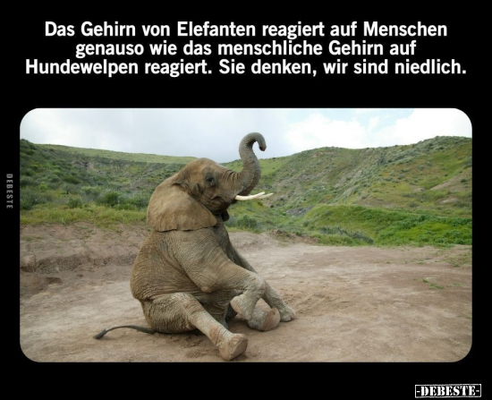 Das Gehirn von Elefanten reagiert auf Menschen genauso wie.. - Lustige Bilder | DEBESTE.de