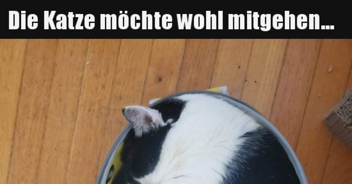 5830-lustige-bilder-katze-seite-255-debeste-de