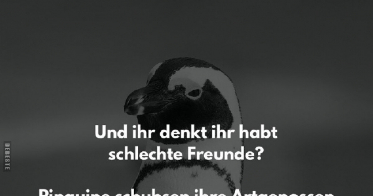 neue-bilder-und-memes-echte-freunde-lustig-kostenlos-debeste-de