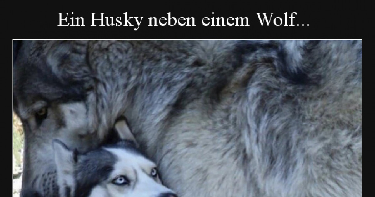 90 Lustige Bilder Wolf Seite 10 DEBESTE de 90-lustige-bilder-wolf-seite-10-debeste-de