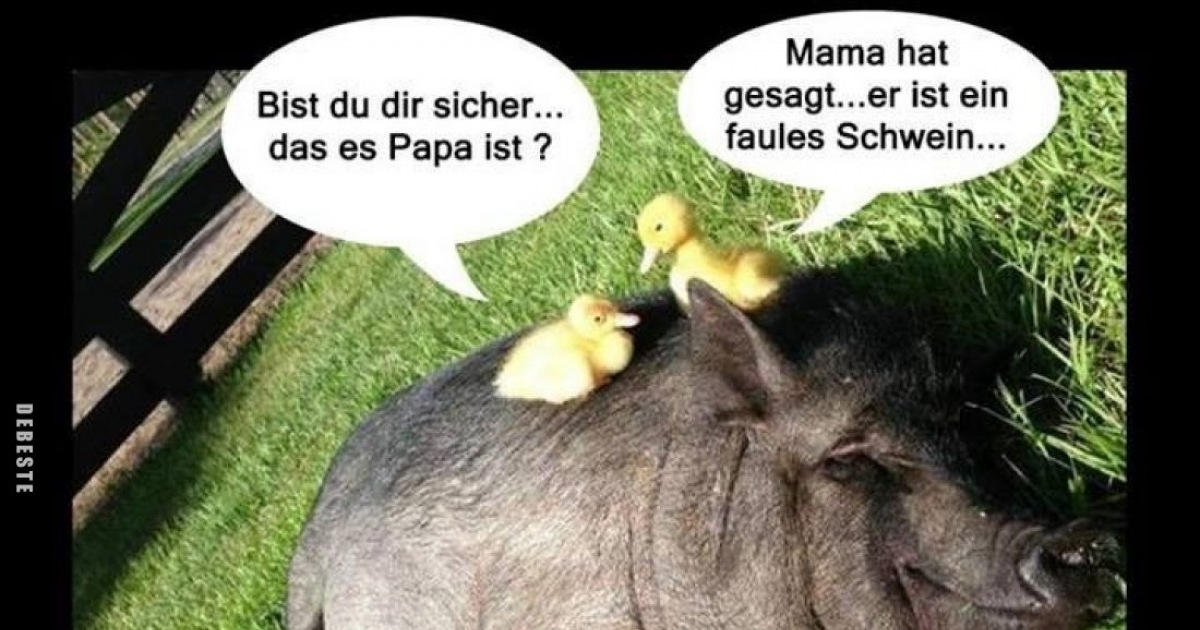 340 Lustige Schweine Bilder Seite 11 
