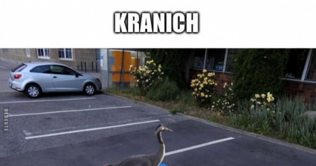 Neue Bilder Und Memes Kranich Lustig Kostenlos DEBESTE de neue-bilder-und-memes-kranich-lustig-kostenlos-debeste-de