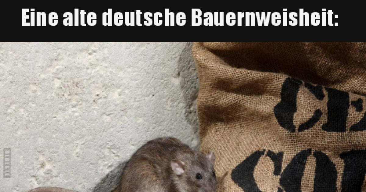 Es Ist Viel Zu Heiß Lustige Bilder 10 lustige Bilder Hei - Seite (250) - DEBESTE.de