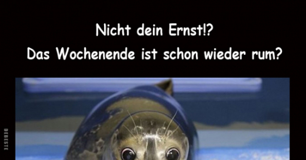 Best HD Pictures about  Lachschon Lustige Bilder  with No AI Images