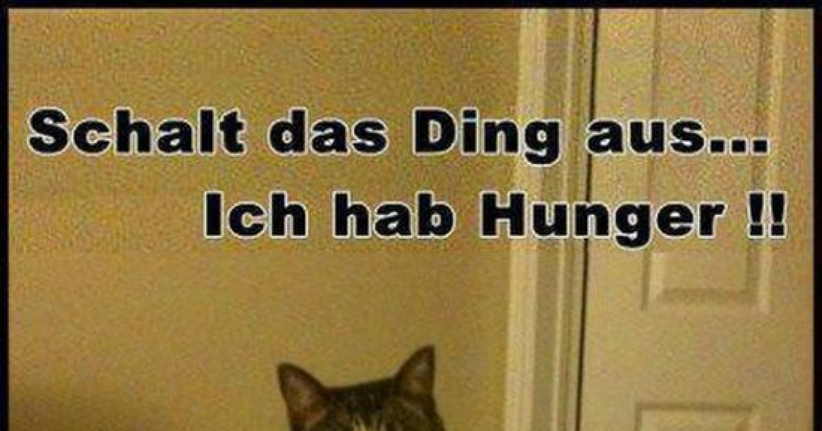 neue-bilder-und-memes-katze-ist-hunger-lustig-kostenlos-debeste-de
