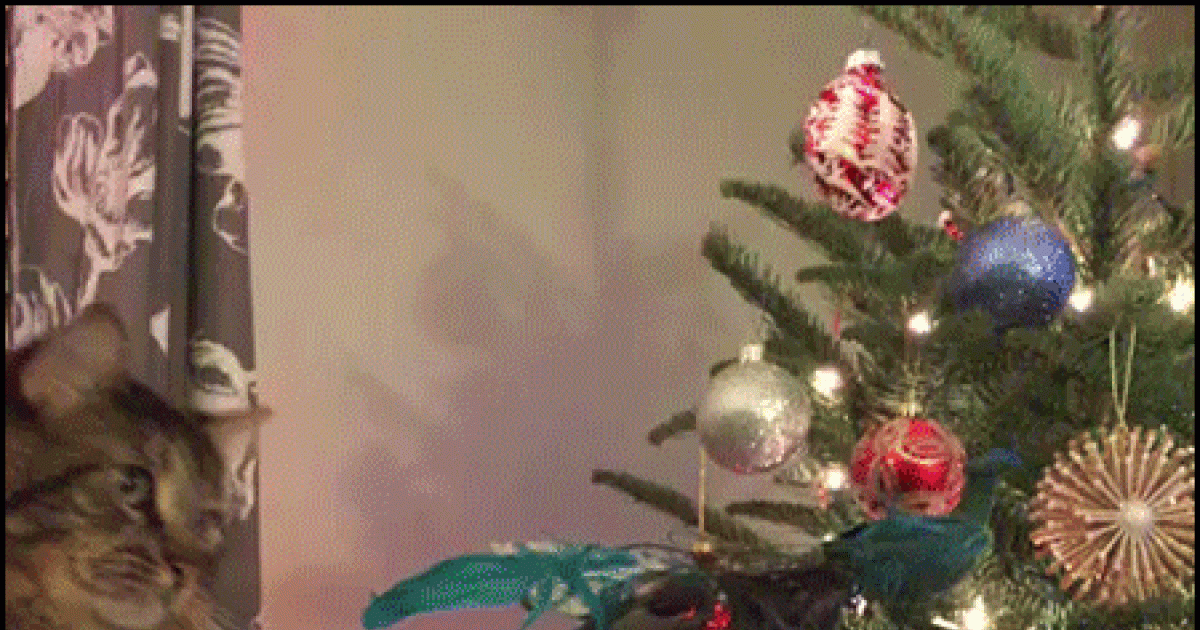  Neue Bilder und Memes - Katzen Weihnachtsbaum Gif - lustig, kostenlos 