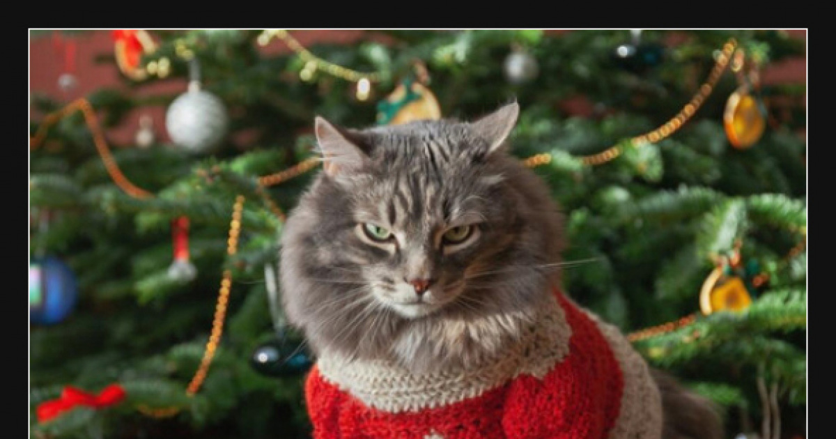  Foto zu Neue Bilder und Memes - Weihnachtsbaum Und Katzen - lustig, kostenlos 