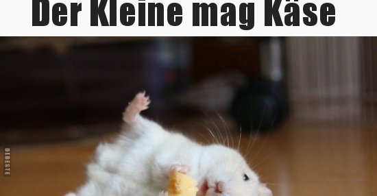 Der Kleine mag Käse.. | Lustige Bilder, Sprüche, Witze, echt lustig