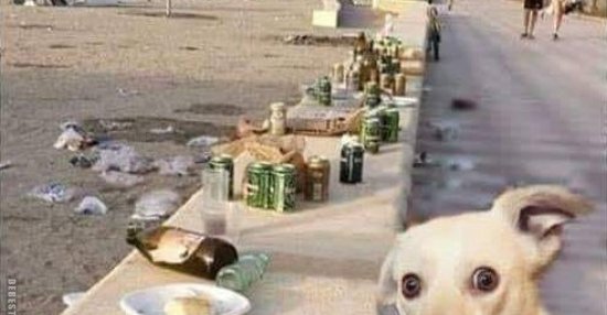 Aus hygienischen Gründen dürfen Hunde nicht an den Strand.. Lustige