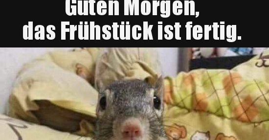 50+ Sprueche fruehstueck , Guten das Frühstück ist fertig... Lustige Bilder, Sprüche, Witze, echt lustig