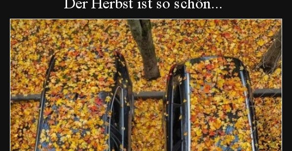 Der Herbst ist so schön... | Lustige Bilder, Sprüche, Witze, echt lustig