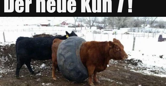 43++ Suesse kuh sprueche , Der neue Kuh 7 !.. Lustige Bilder, Sprüche, Witze, echt lustig