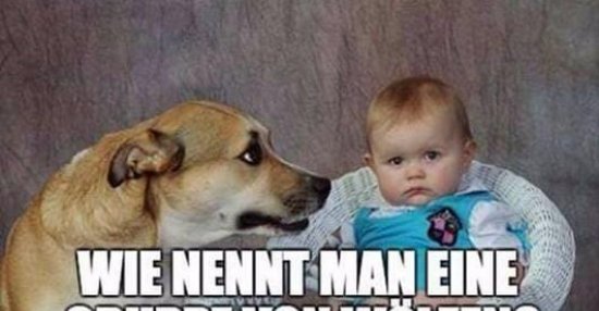 Wie nennt man eine Gruppe von Wölfen? Lustige Bilder, Sprüche, Witze