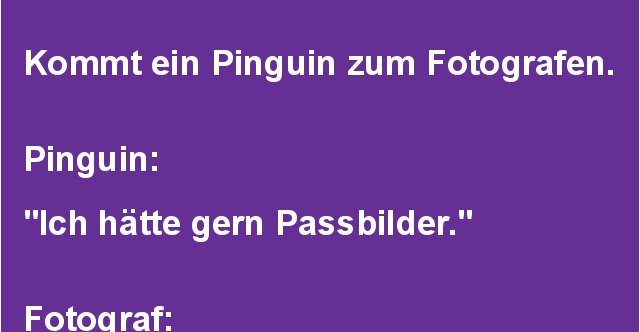 Kommt ein Pinguin zum Fotografen Lustige Bilder, Sprüche, Witze, echt