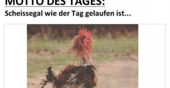 Motto Des Tages Lustige Bilder Spruche Witze Echt Lustig