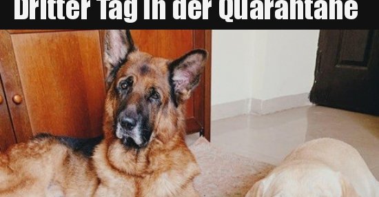 Dritter Tag in der Quarantäne.. | Lustige Bilder, Sprüche, Witze, echt