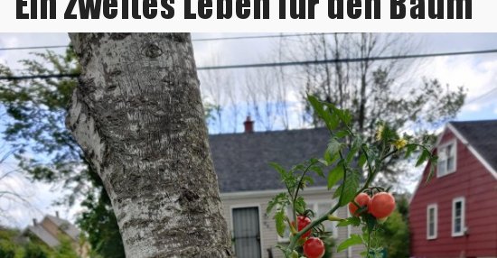 Ein zweites Leben für den Baum.. Lustige Bilder, Sprüche