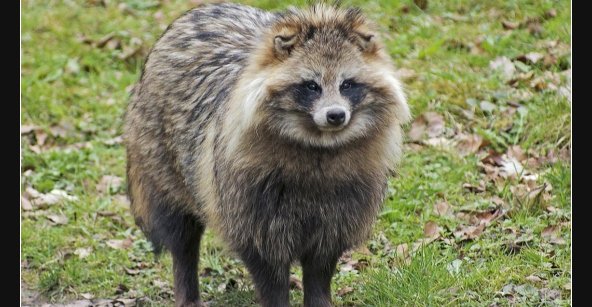 HundWaschbär. Ja, den gibt es wirklich&hellip; Lustige Bilder, Sprüche