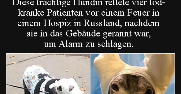 Diese trächtige Hündin rettete vier todkranke Patienten.. Lustige