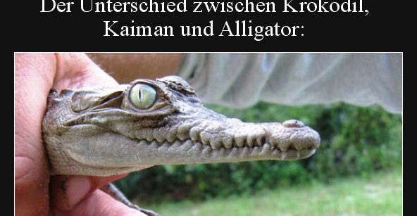 31+ Sprueche tiere und natur , Der Unterschied zwischen Krokodil, Kaiman und.. Lustige Bilder, Sprüche, Witze, echt lustig