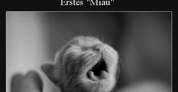 Erstes Miau - DEBESTE.de