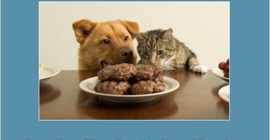 Tagebuch Hund vs. Katze Lustige Bilder, Sprüche, Witze, echt lustig