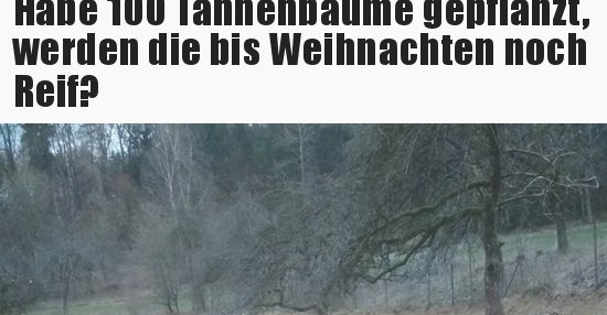 Habe 100 Tannenbäume gepflanzt, werden die bis Weihnachten.. | Lustige