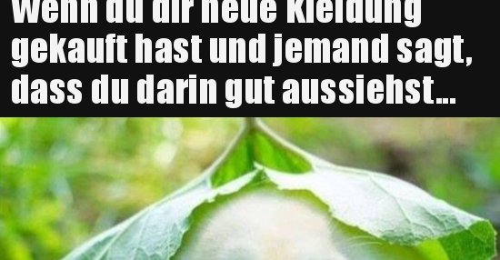 Foto zu Wenn du dir neue Kleidung gekauft hast und jemand sagt.. 