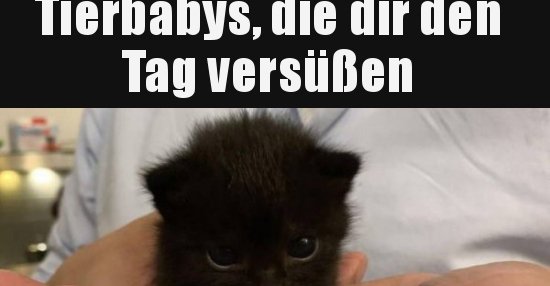 Tierbabys, die dir den Tag versüßen.. Lustige Bilder, Sprüche, Witze