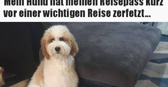 Mein Hund hat meinen Reisepass kurz vor einer wichtigen.. Lustige