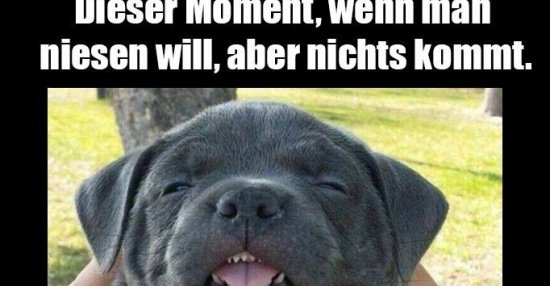 Dieser Moment, wenn man niesen will, aber nichts kommt. Lustige