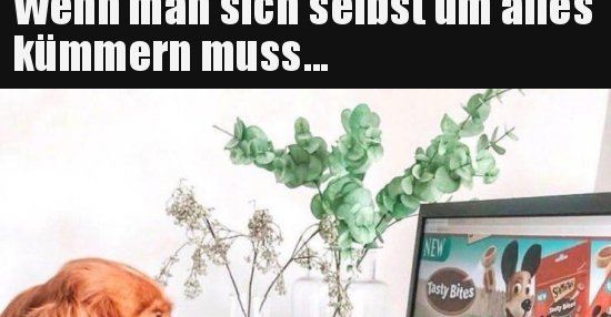 Wenn man sich selbst um alles kümmern muss... Lustige Bilder, Sprüche