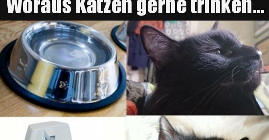 Woraus Katzen gerne trinken&hellip; Lustige Bilder, Sprüche, Witze, echt