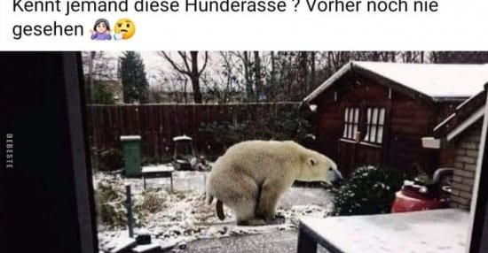 Kennt jemand diese Hunderasse? Vorher noch nie gesehen.. Lustige