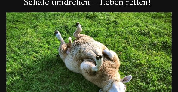 46+ Deppen sprueche , Schafe umdrehen Leben retten! Aus gegebenem Anlass Wer.. Lustige Bilder, Sprüche, Witze