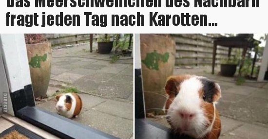 49++ Nachbarn sprueche bilder , Das Meerschweinchen des Nachbarn fragt jeden Tag nach.. Lustige Bilder, Sprüche, Witze, echt