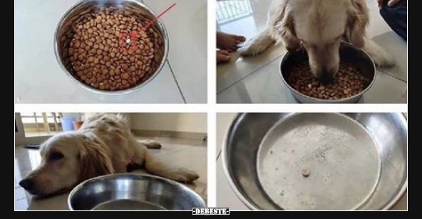 Der Tierarzt sagte, dass der Hund die Tablette nicht.. Lustige Bilder