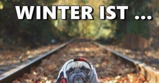 Winter ist… wenn die Möpse frieren.. | Lustige Bilder, Sprüche, Witze