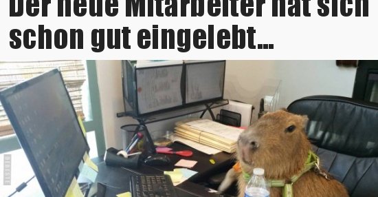 Der neue Mitarbeiter hat sich schon gut eingelebt... Lustige Bilder