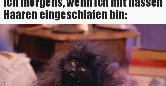 Ich Morgens Wenn Ich Mit Nassen Haaren Eingeschlafen Lustige Bilder Spruche Witze Echt Lustig