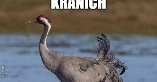 Kranich Ich Kranich Mehr DEBESTE de kranich-ich-kranich-mehr-debeste-de