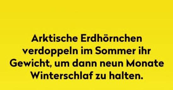 Arktische Erdhörnchen verdoppeln im Sommer ihr Gewicht.. Lustige