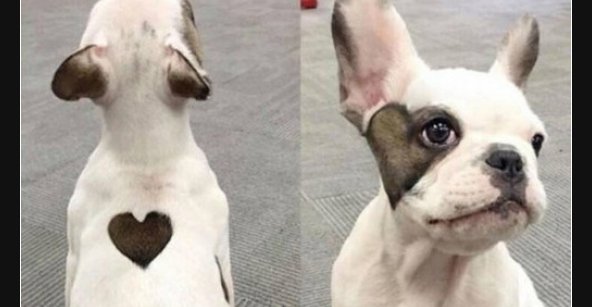 Ein Hund voller Liebe.. Lustige Bilder, Sprüche, Witze, echt lustig