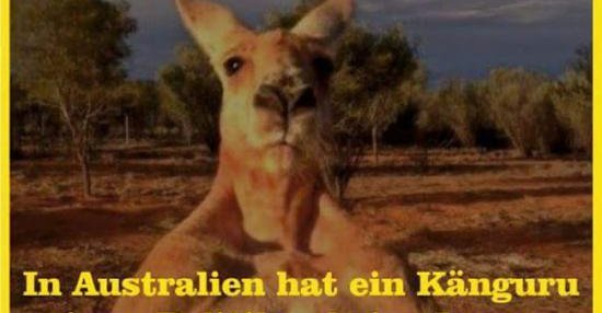 37++ Joggen sprueche , In Australien hat ein Känguru einen Politiker beim joggen niedergeschlagen.. Lustige Bilder