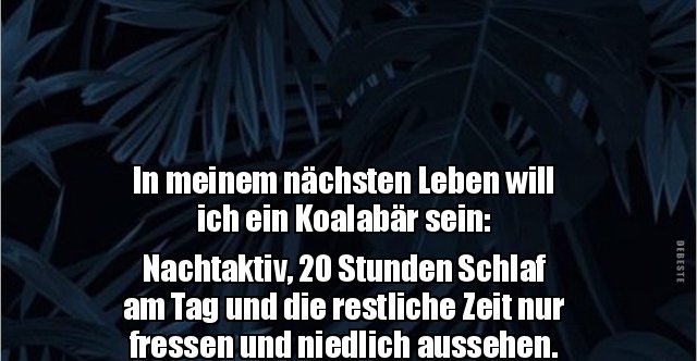 In meinem nächsten Leben will ich ein Koalabär.. Lustige Bilder