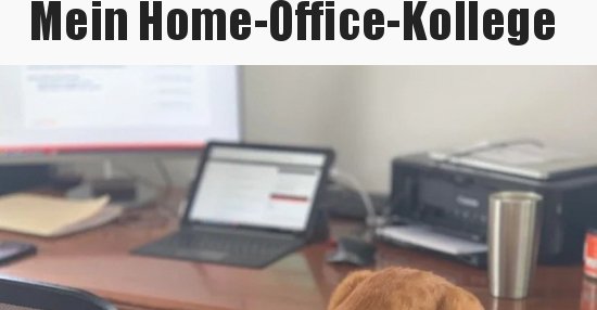 Mein Home-Office-Kollege.. | Lustige Bilder, Sprüche ...