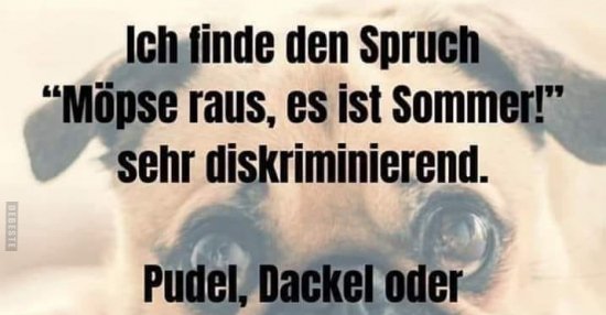 Ich finde den Spruch "Möpse raus, es ist Sommer!" Lustige Bilder